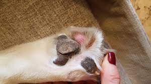 opuhla podushechka lapy u sobaki besplatnaya konsultaciya veterinara pitomcy mail ru