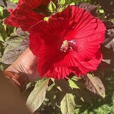 Image result for Hibiscus kirkii
