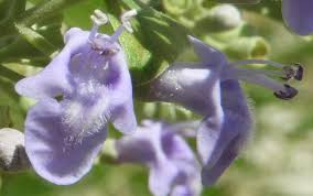 Image result for Vitex trifolia
