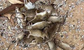 Sarah pye was horrified by the scene a single pair of mice can give rise to 500 mice in a breeding season, explains steve henry who is a research officer at australia's national science. Australian Mouse Plague Map Are The Mice Terrorising Regional Nsw About To Invade Sydney New South Wales The Guardian