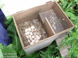 Attach the back (1) to the side (2) using four screws fastened from the back of the wood duck box as shown below. Duck Nestboxes