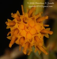 Image result for Oreophyton