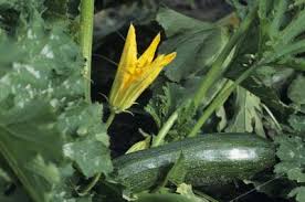 We did not find results for: Silvery Spots On Zucchini Leaves