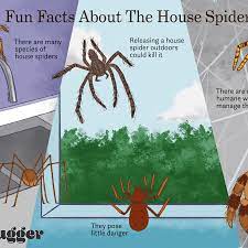 Spiders are really active, bertone says. 8 Facts About The Misunderstood House Spider