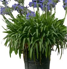 Image result for Agapanthus africanus