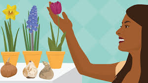 Maybe you would like to learn more about one of these? Make Bulbs Bloom Earlier By Forcing Them Fix Com