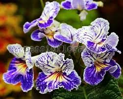 Image result for Streptocarpus umtaliensis