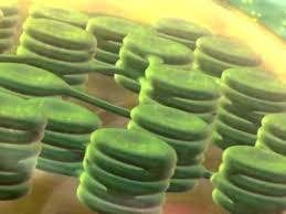 Crayon box 4 years ago. Tour Of A Plant Cell Youtube
