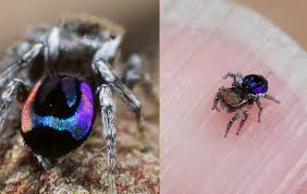 These spiders are native to certain areas in australia and occupy a wide distribution of habitats. How Tiny Rainbow Peacock Spiders Could Help Inspire Next Generation Colour Technology The Irish News