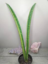 Image result for Sansevieria hallii