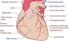 Posterolateral due to the vasodilatory effect nitroglycerine increases the number of assessable (>1.5 mm diameter) segments. Coronary Artery Physiopedia