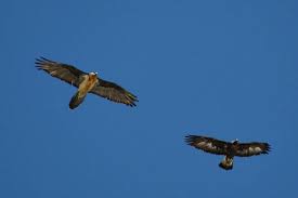 Die überraschung „hintermartell 2015 bartgeier (unten) und steinadler (rechts) im flugbild. Tiere Fauna