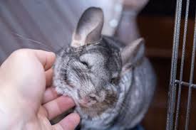 Take the quiz and find out! 15 Best Small Pets That Like To Cuddle The Pet Savvy