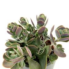 Image result for Crassula alticola