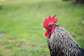 A cockerel is a young rooster who is less than one year of age. Keep Your Rooster From Harassing Your Hens
