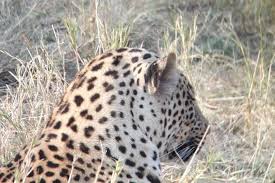 All moremi game reserve hotels moremi game reserve hotel deals by hotel type. Spacetraveller Activity 6 Days Moremi Game Reserve