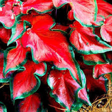 How do you spell cheap?. 200pcs Bag Cheap Blue Coleus Plants Beautiful Flowering Plants Potted Ponsai Balcony Spell Color Easy To Grow Best Packaging Buy At The Price Of 0 26 In Aliexpress Com Imall Com