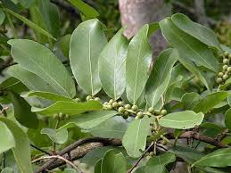 Image result for Bridelia