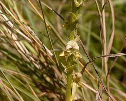 Image result for Disperis