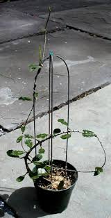 Image result for Ceropegia paricyma