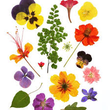 Learn how to press flowers by hand with this simple diy tutorial. How To Press Flowers A Guide For Beginners
