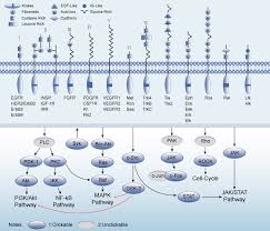 Receptor Tyrosine Kinases Rtk S Are Very Important Signaling Pathway Which Not Only Include Growth Factor Receptors Such Study Biology Cell Biology Tyrosine