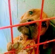This sweet puppy was sitting in her cage, looking so sad and ...