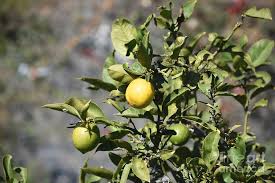 We carry a great variety oranges, mandarines, lemons, limes, grapefruits. Lemon Tree Baring Fruit In Southern California Photograph By Dejavu Designs