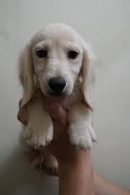 We offer all colors, all patterns, smooth coats, long coats, wirehairs, and english creams. Best Quality Dachshund Puppies For Sale In Singapore January 2021