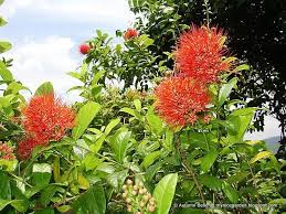 Image result for Combretum constrictum
