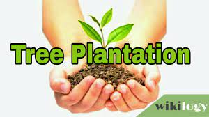 Tree plantation means planting trees more and more. Tree Plantation Paragraph For Class 3 4 5 6 7 8 9 10 11 12 Wikilogy