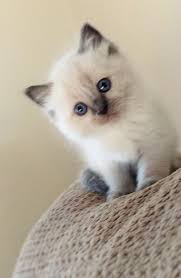 Birman Blue Point Kittens For Sale Ragdoll Kittens Ragdoll Kitten Siamese Cats Blue Point Kittens