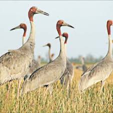 Check spelling or type a new query. Pdf Cambodian Journal Of Natural History Volume 2015 Issue 2