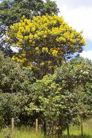 Image result for Senna macranthera