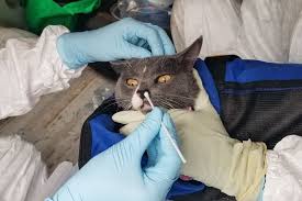 Maybe you would like to learn more about one of these? The Search For Animals Harbouring Coronavirus And Why It Matters
