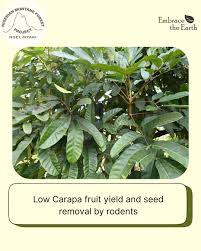 Image result for Carapa