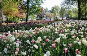 Kho trại hà lan wind spinners hoa tulip mẹ thiên nhiên bỉ hà lan nước điểm đến. Video Ngáº¯m VÆ°á»n Hoa Tulip Rá»±c Rá»¡ Táº¡i Ha Lan Giá»¯a Mua Dá»‹ch Ä'iá»ƒm Ä'áº¿n Vietnam Vietnamplus