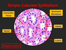 Last Week S Mysteryanatomy Structure Was Simple Cuboidal Epithelium Of The Kidney Cuboidal Epithelium Is Easily Identified On The Microscopic Specimen By I