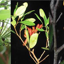 Image result for Xylopia odoratissima