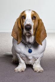 Which Dog Breeds Have The Best Sense Of Smell Top 10 Basset Hound Hound Puppies Bassett Hound