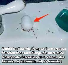 Le Truc Facile Pour Se Debarrasser Definitivement Des Fourmis En 1 Nuit