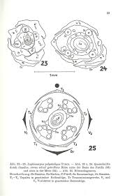 Image result for Lophiocarpus polystachyus