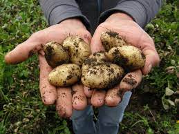 Kartoffeln werden im laufe ihres wachstums immer wieder angehäufelt. Kartoffeln Kochen Salz Pellkartoffeln Wissenswertes Zu Dauer Und Nahrstoffen Utopia De