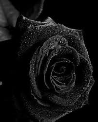 Instagram Post By Darknesss132 Gmail Com Dec 8 2018 At 8 18pm Utc Black Rose Flower Black Rose Black Flowers
