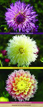 Pin On Breathtaking Dahlias