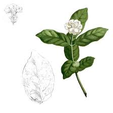 Image result for Dissotis irvingiana