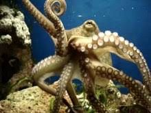 Octopus Wikipedia