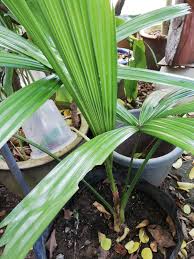 Ingat tak i pernah bagitau teringin sangat nak makan ketupat palas? Http Agrohias Blogspot Com Pokok Palas Daun Ketupat