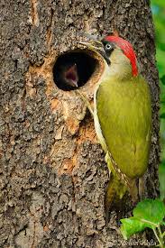 Grunspecht Vogel Des Jahres 2014 Vogel Des Jahres Wildvogel Einheimische Vogel
