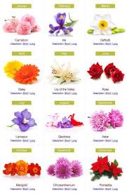 See our list of monthly birth flowers and learn the meanings behind them! 38 Birth Month Flowers Ideas Birth Month Flowers Flowers Month Flowers